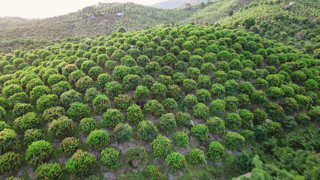 绿色森林中间的一条山间河流，岸边有树木和石头。视频素材