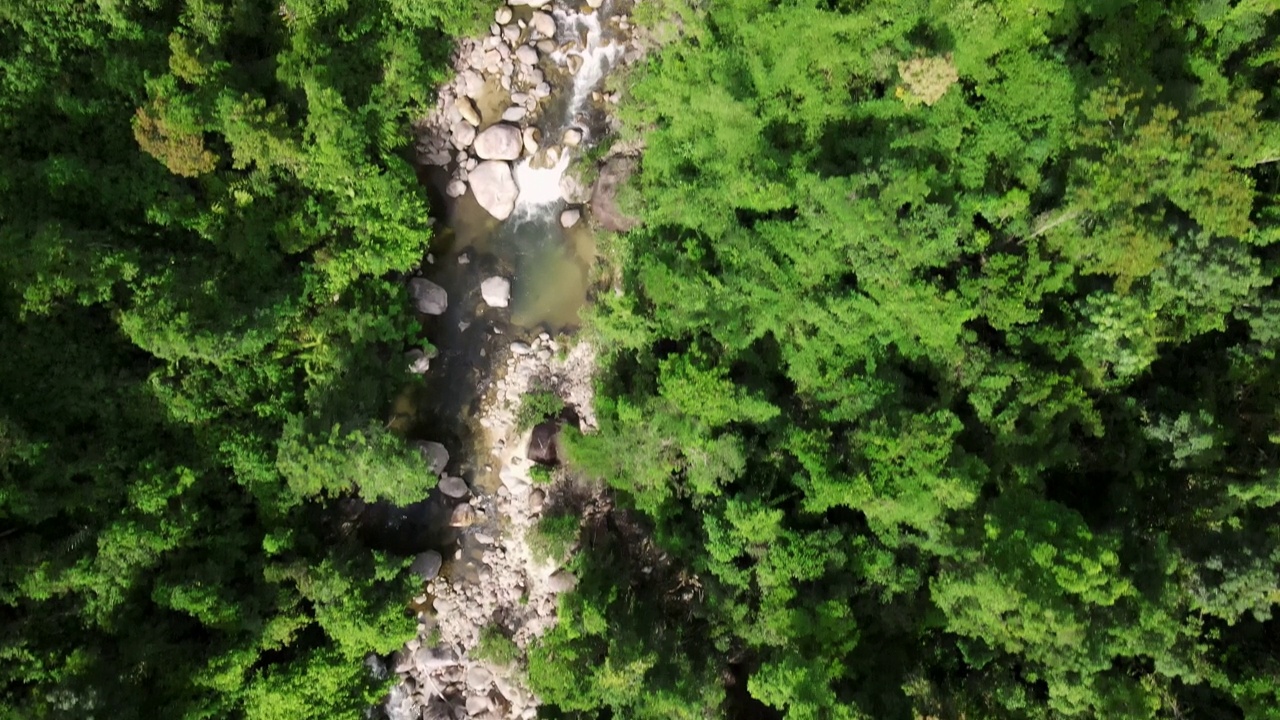 绿色森林中间的一条山间河流，岸边有树木和石头。视频素材