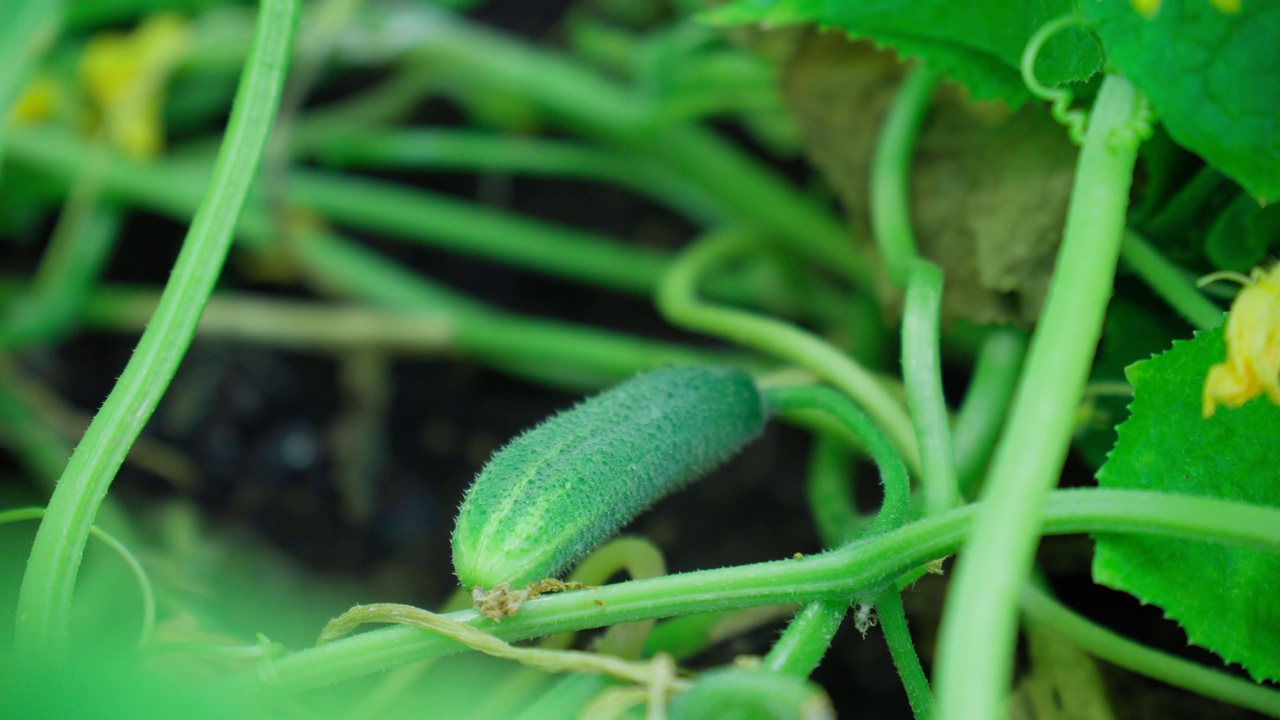 种植温室黄瓜，种植有机食品。温室里枝条上的小黄瓜。视频素材