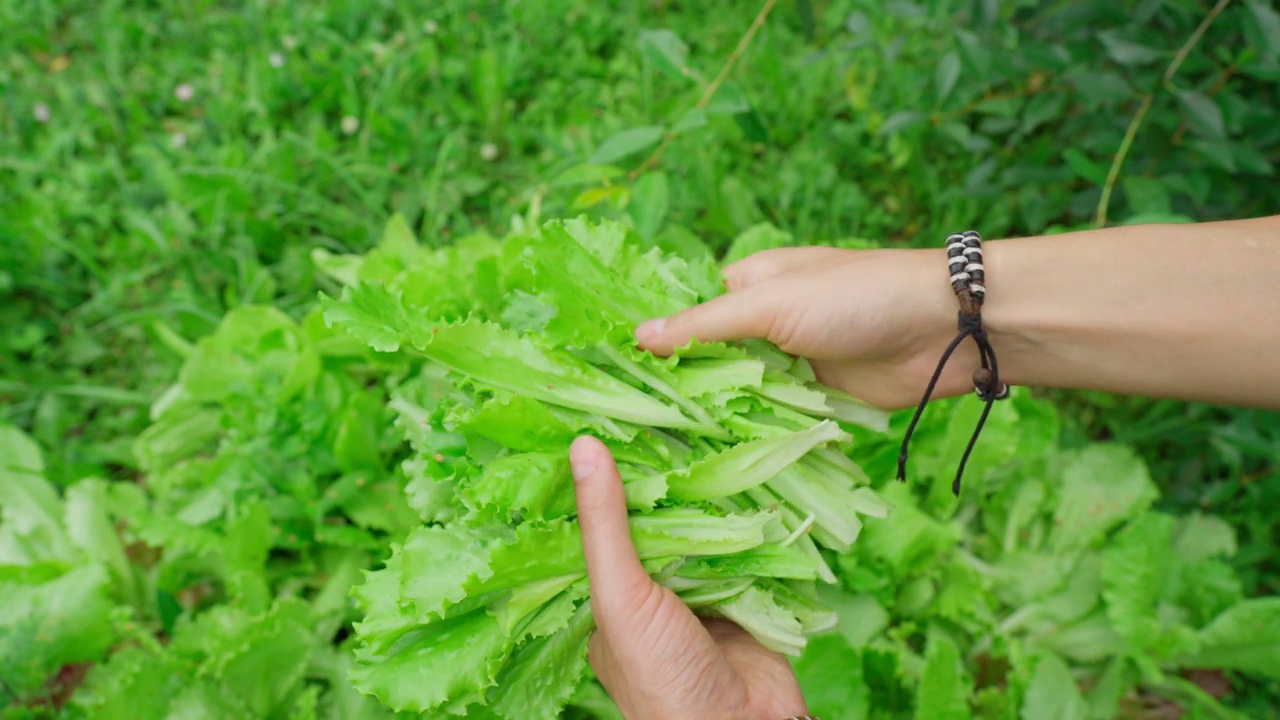 有机新鲜收获蔬菜，农民手捧新鲜蔬菜视频素材