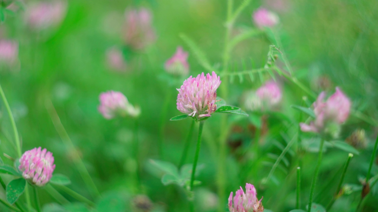 白三叶草(Trifolium pratense)，粉红三叶草，豆科开花植物草本种，选择性重点视频素材