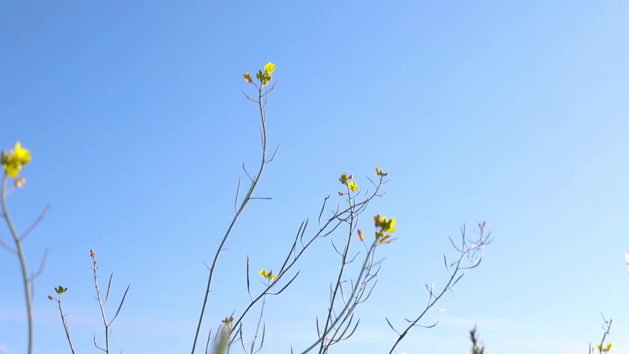 野花在蓝天上随风摇曳。春夏时节自然。视频下载