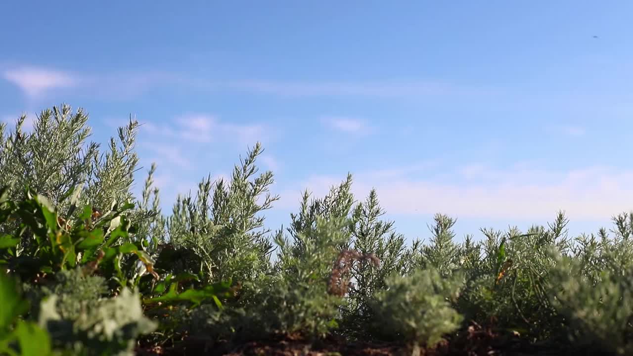 绿色的植物随风摇曳，蔚蓝的天空，海边，飞舞的昆虫。春夏时节自然。视频下载