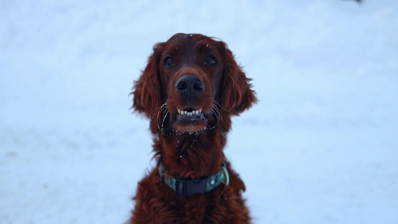 阳光明媚的雪天，活跃快乐的爱尔兰塞特犬在家附近大自然的雪地上玩耍。友谊和爱情视频素材