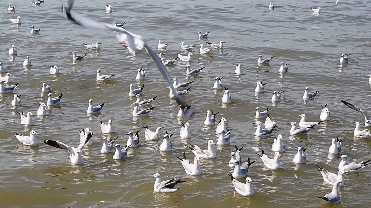 海鸥群视频素材