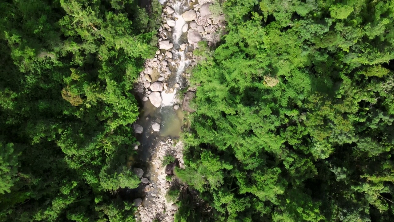 绿色森林中间的一条山间河流，岸边有树木和石头。视频素材