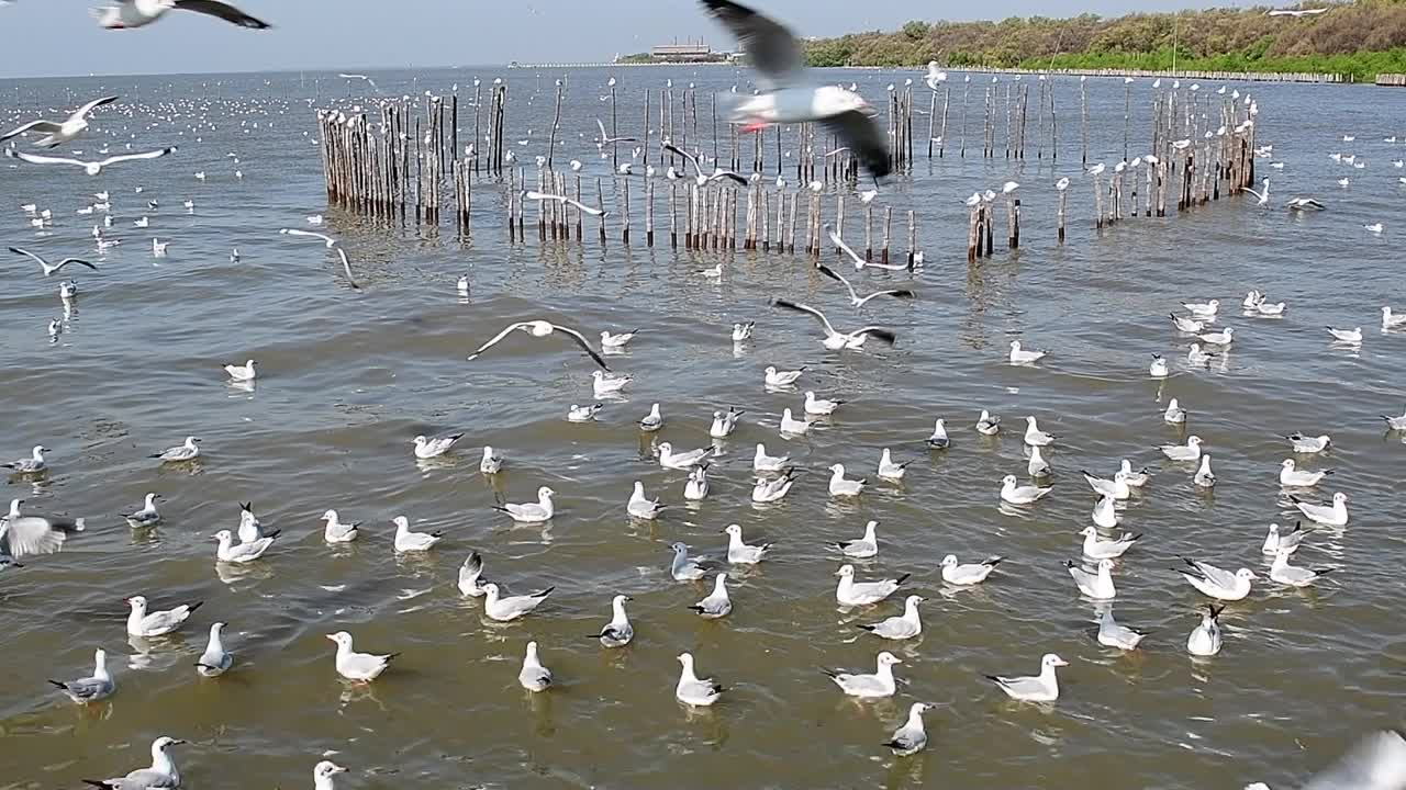 海鸥群视频素材