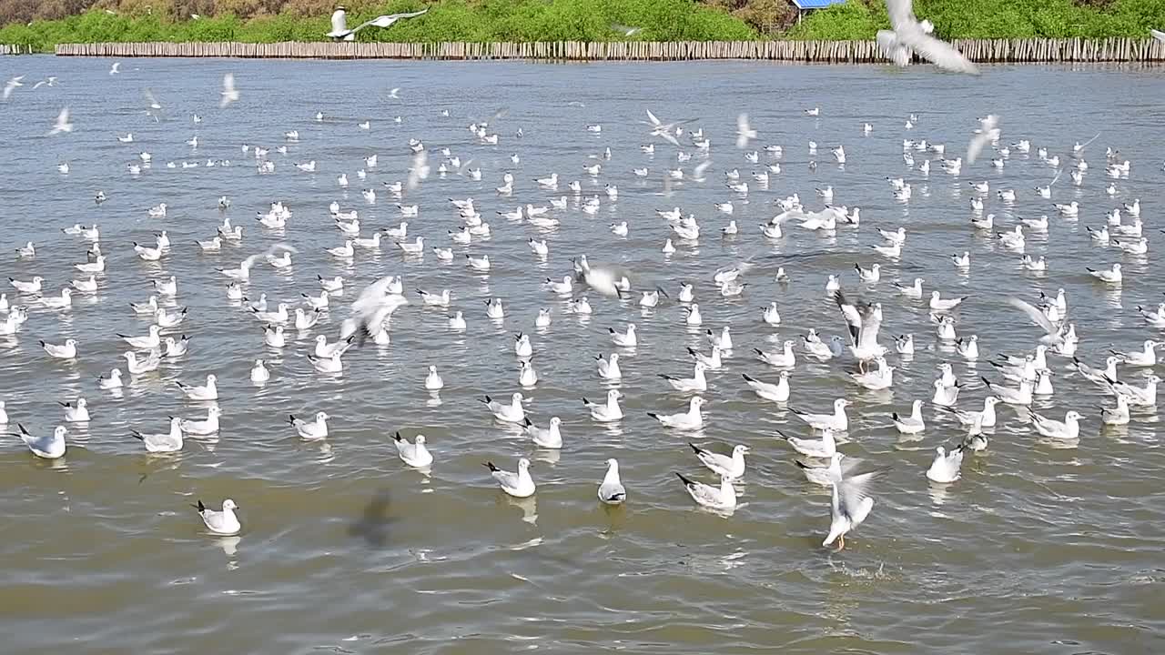 海鸥群视频下载