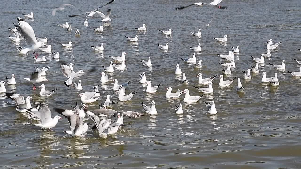 海鸥群视频下载