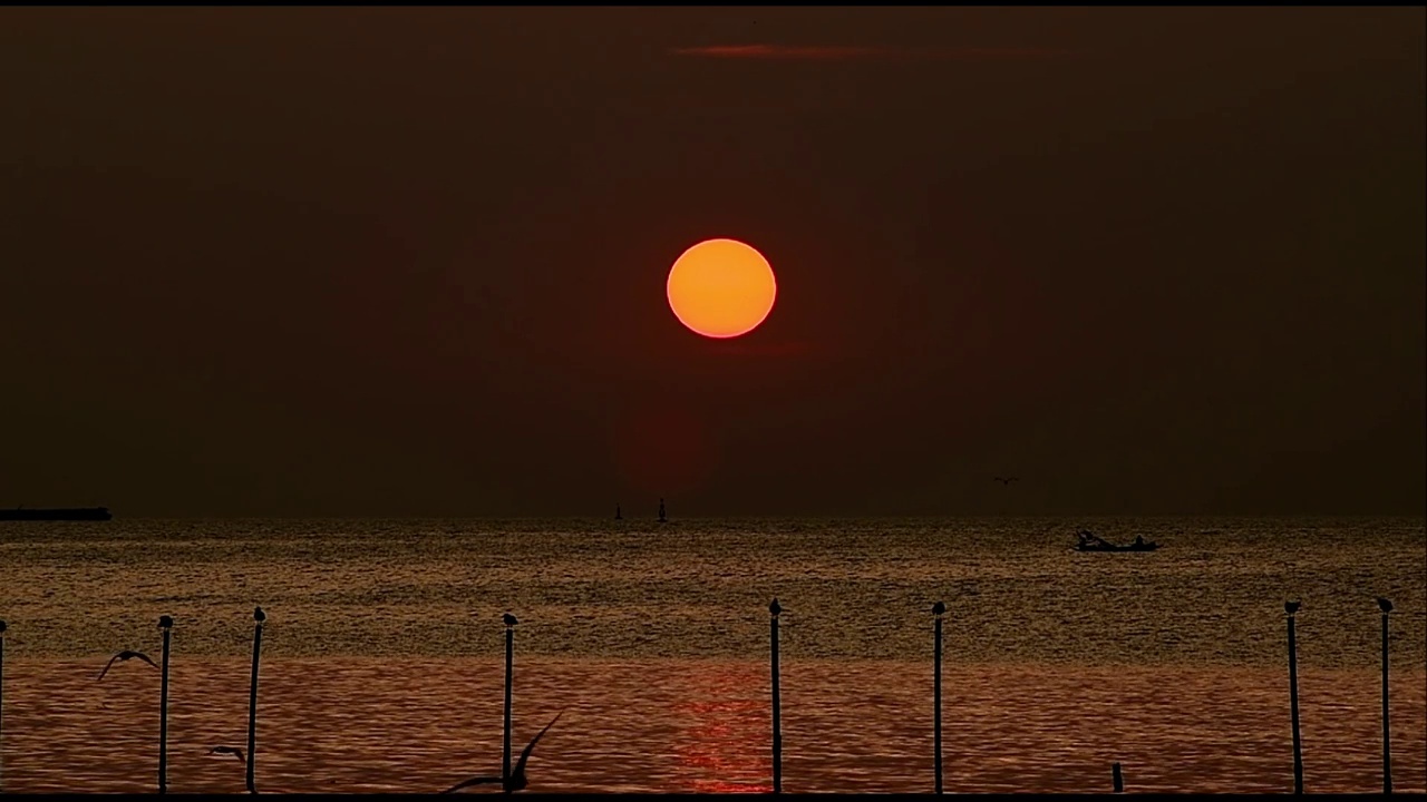 海鸥飞视频下载