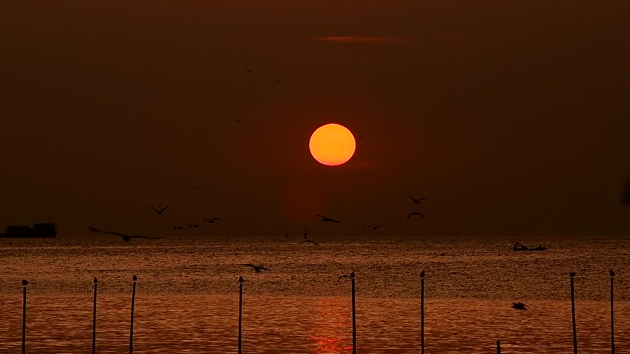 海鸥飞视频素材