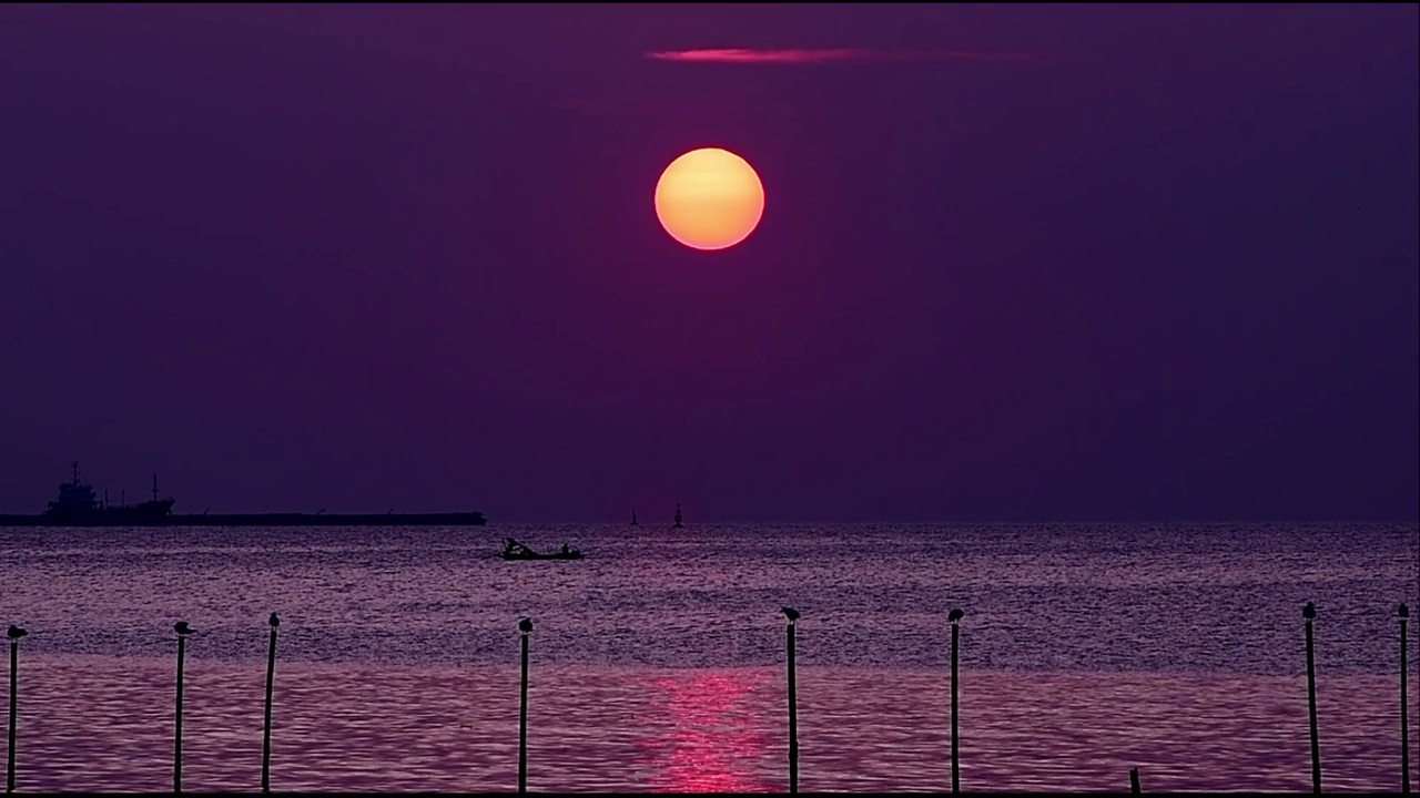 海鸥飞视频素材