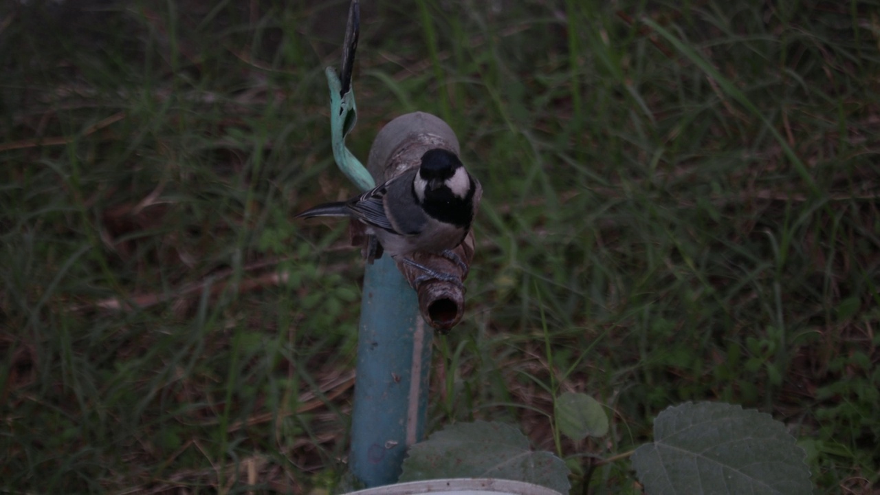 煤乳头(parus)视频素材