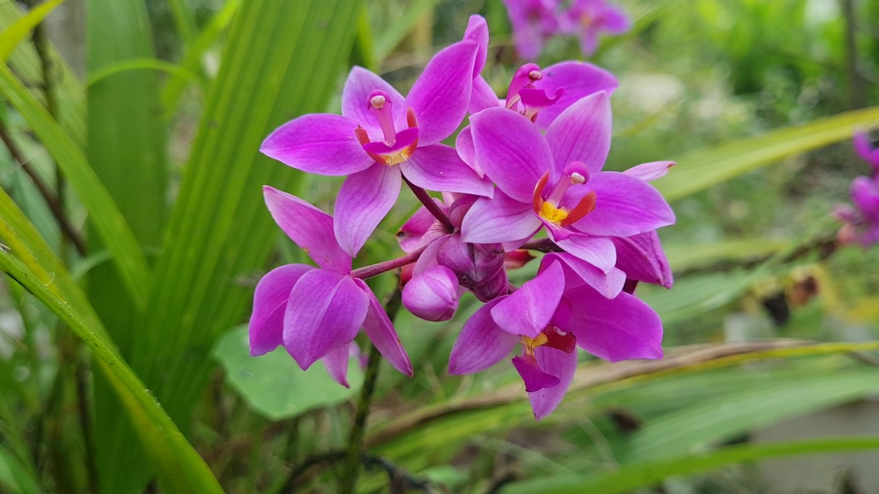 花和蚂蚁视频素材