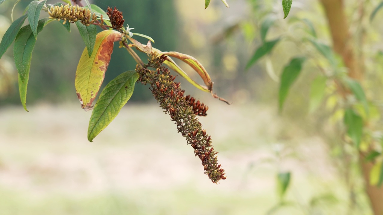 花园里枯萎的丁香花视频素材