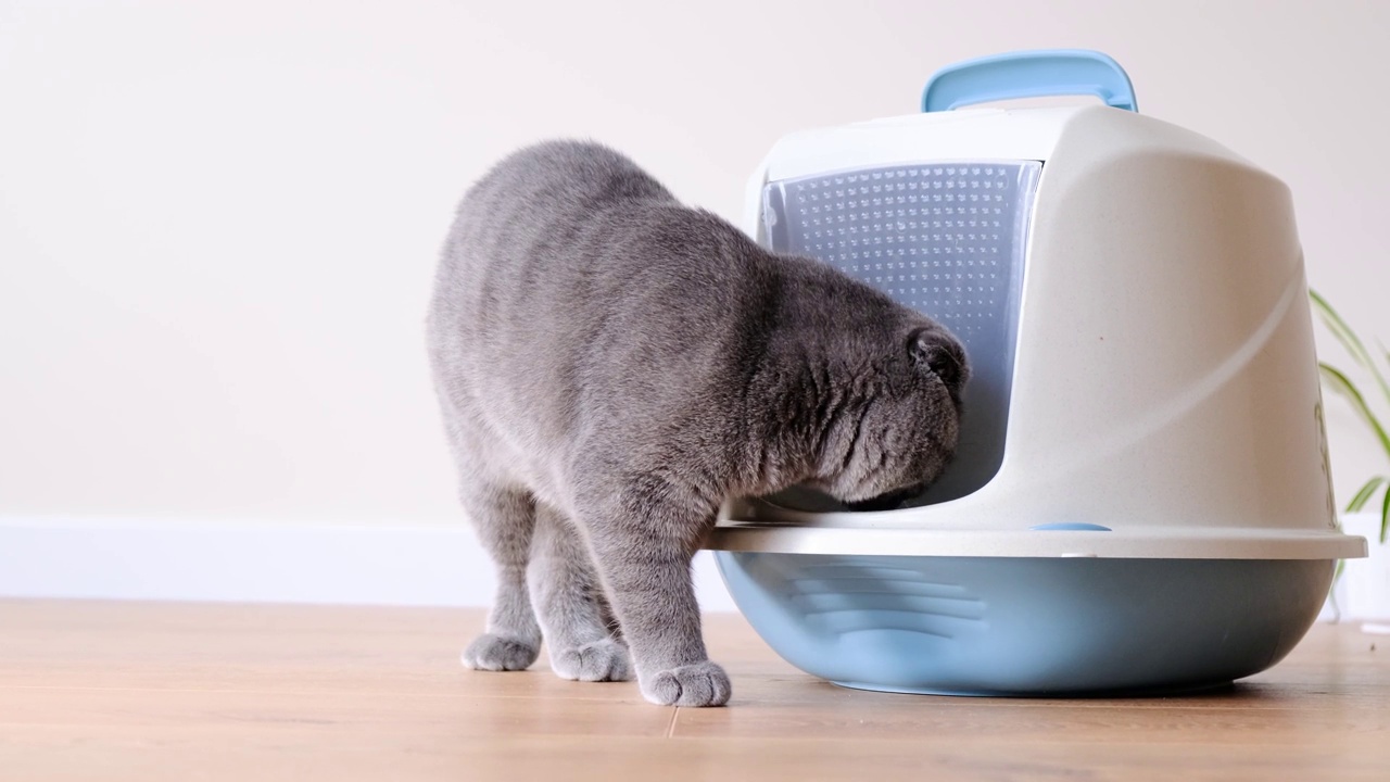 一只漂亮的灰色小猫走进了房间里一个封闭的托盘里。视频素材