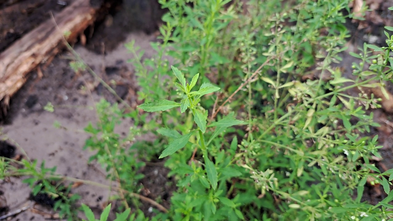 早上在后院种上绿色植物。视频素材