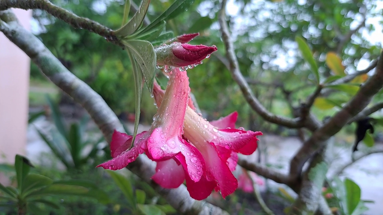 雨滴落在粉红色的沙漠玫瑰(Adenium Obesum)花上。视频素材