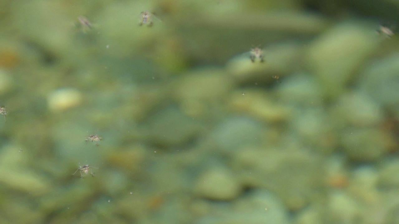 昆虫浮在水面上，在清澈的石溪水中游泳视频素材