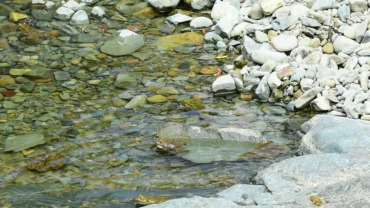 小溪边平静的浅滩岩石地带的青蛙，在溪水潺潺时发出响亮的呱呱声视频素材