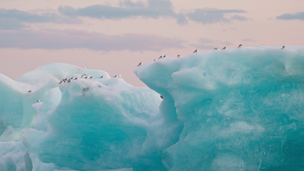 在冰岛的Jokulsarlon冰川泻湖上，一群鸟站在漂浮的蓝色冰山上视频素材