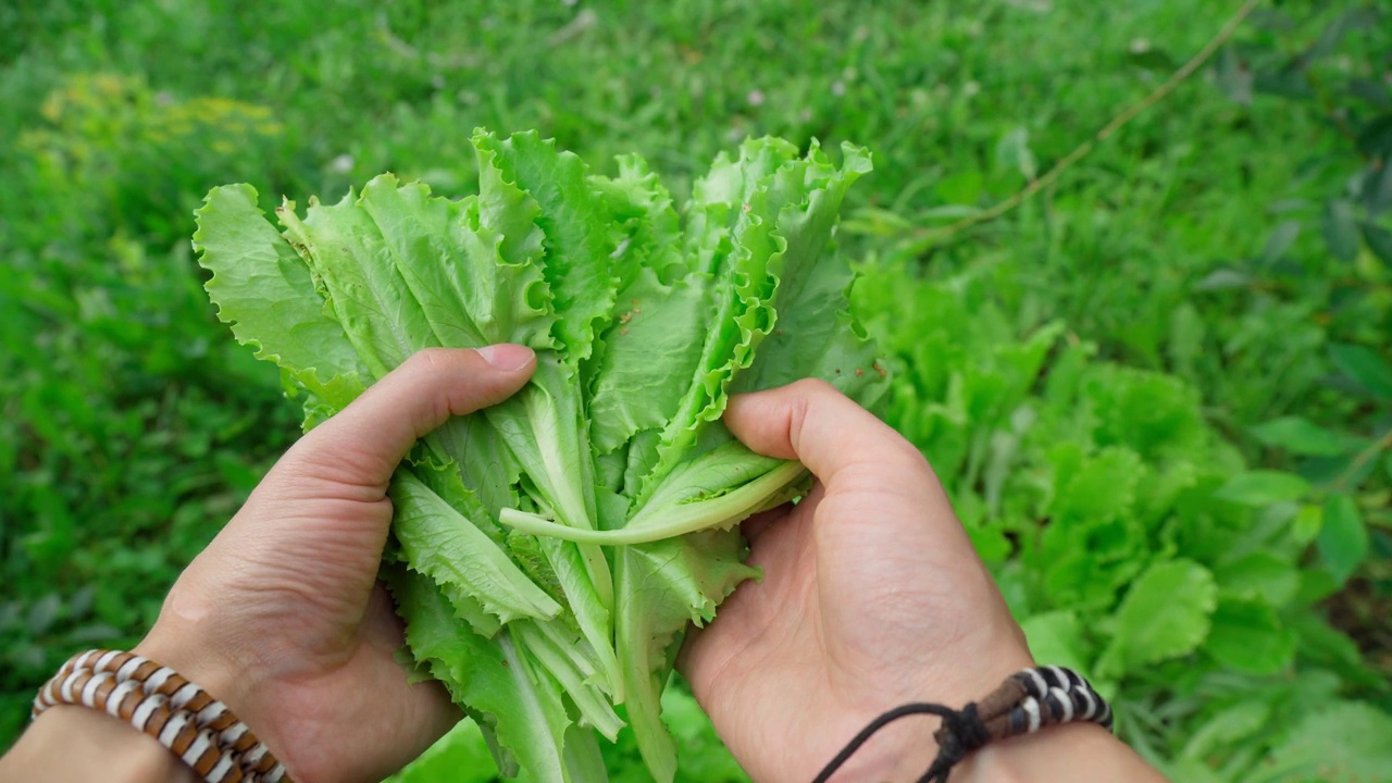 水培农场的生菜。健康食品的概念和有机蔬菜的种植。视频素材