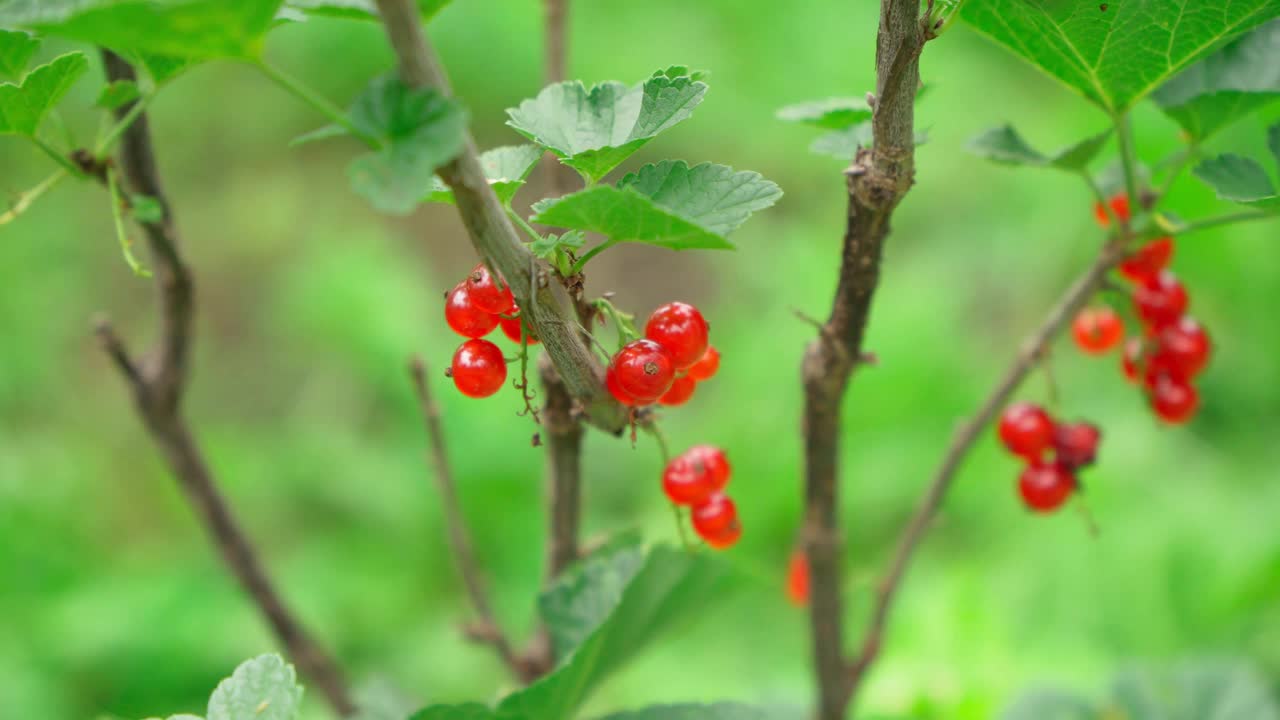 红醋栗浆果在灌木枝上。夏天的水果就在阳光下视频素材