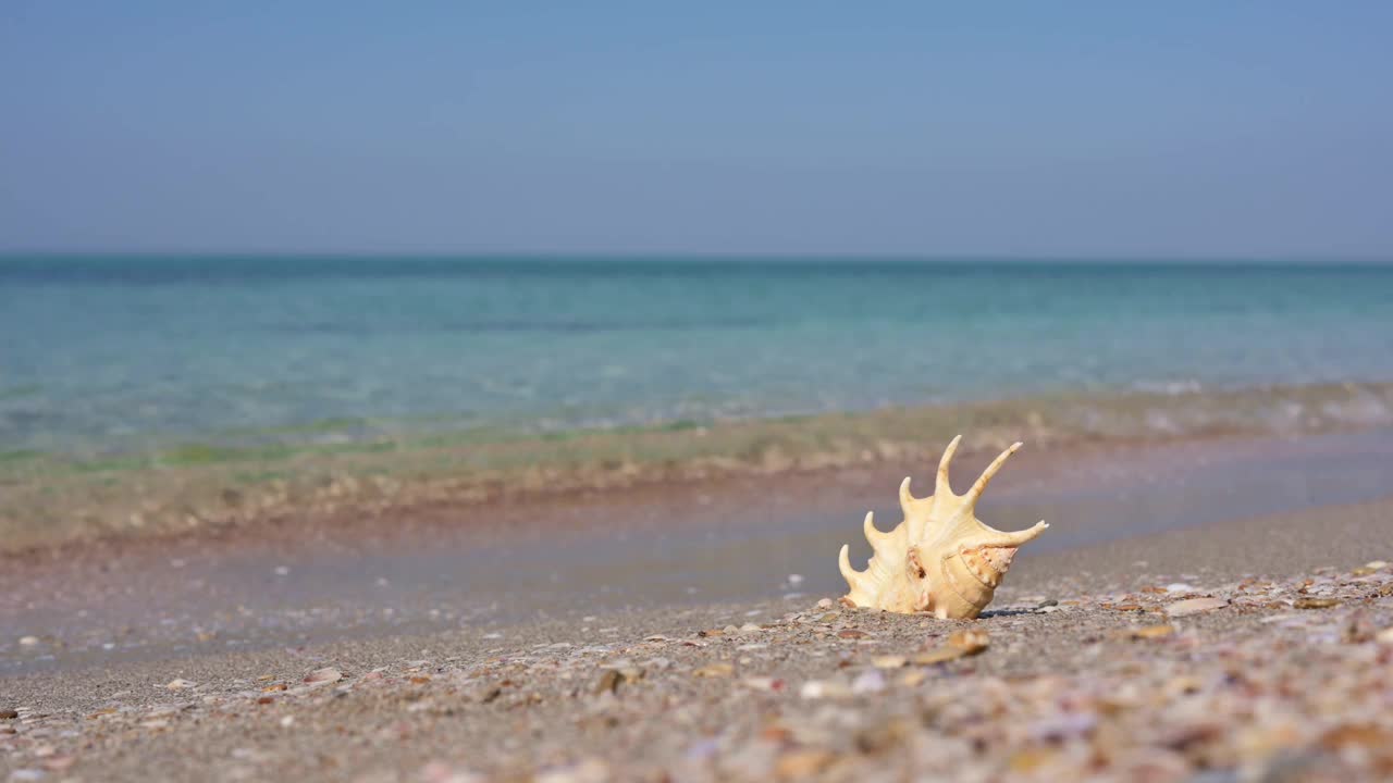 海岸上的贝壳。海景。视频下载