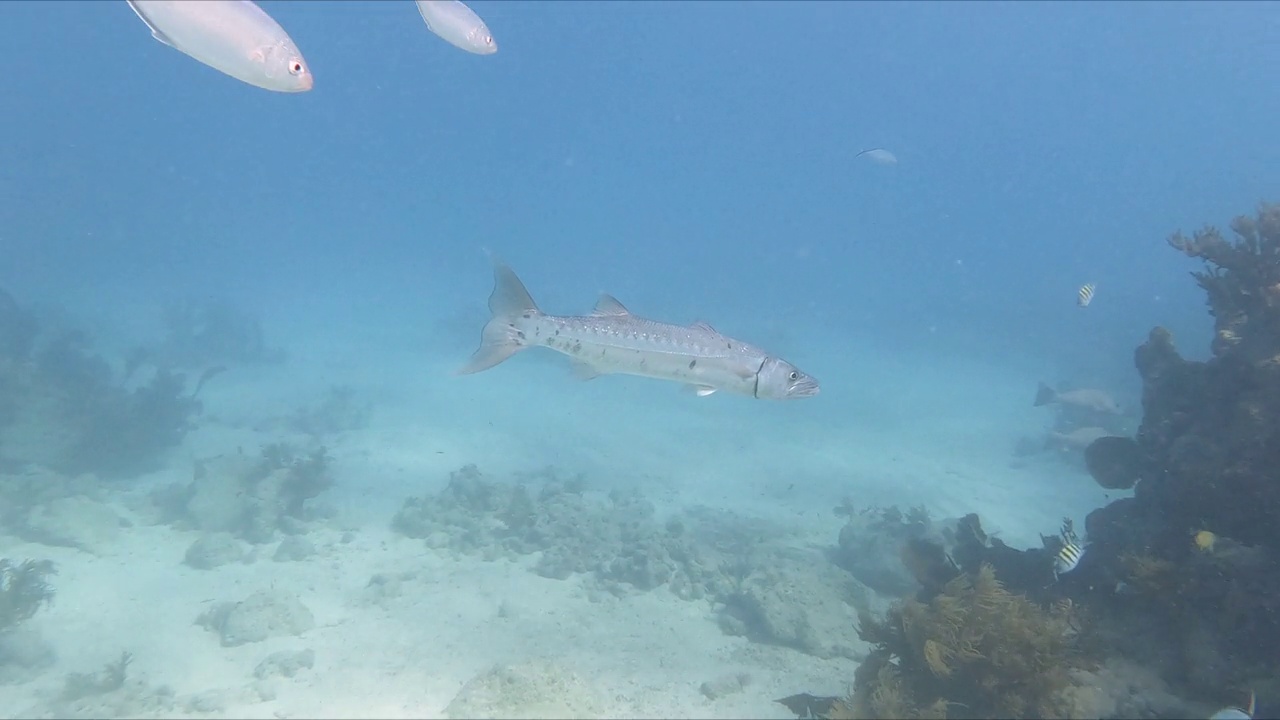 一条巨大的梭鱼(Sphyraena Barracuda)在美国佛罗里达群岛的水下游泳。视频素材