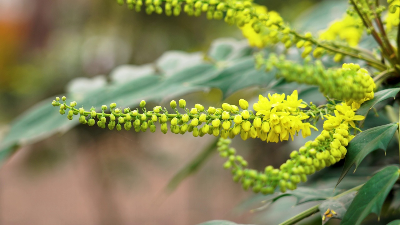 黄花的黄花视频素材