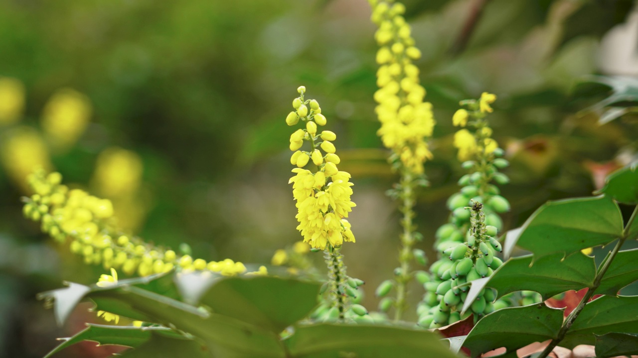 小檗(mahonia)粳稻视频素材