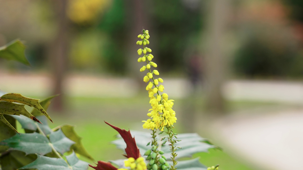 美丽的黄花桃花视频素材