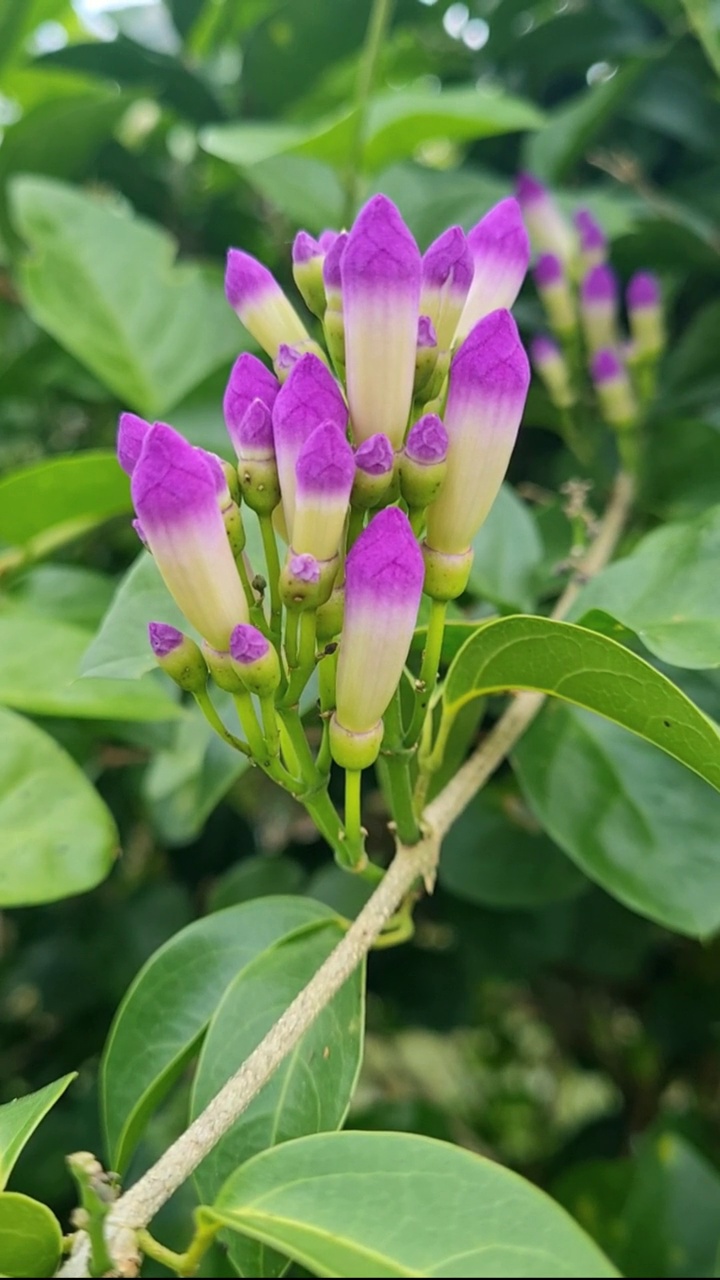 紫色的花视频下载