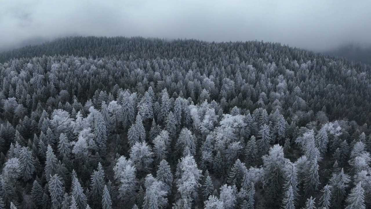 鸟瞰北方雪林冬季景观，降雪和第一次新鲜积雪覆盖的森林，自上而下的视图。视频素材