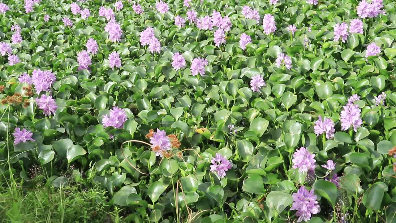 开花水葫芦(Eichhornia crassipes)的特写。一起开花的风信子花生长在水面上，形成群落。花卉图案背景视频下载