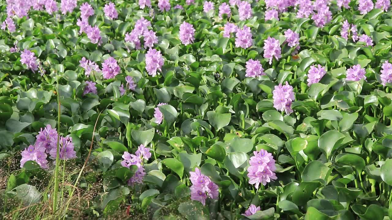 开花水葫芦(Eichhornia crassipes)的特写。一起开花的风信子花生长在水面上，形成群落。花卉图案背景视频下载