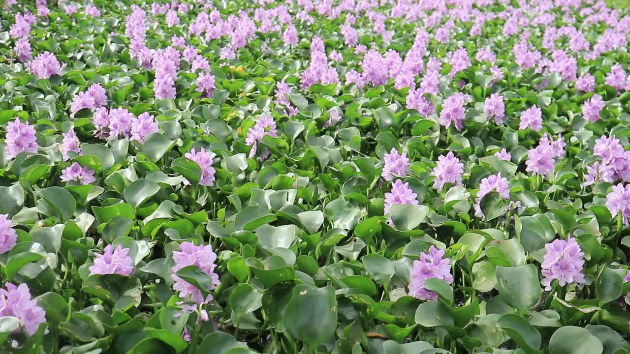 开花水葫芦(Eichhornia crassipes)的特写。一起开花的风信子花生长在水面上，形成群落。花卉图案背景视频下载