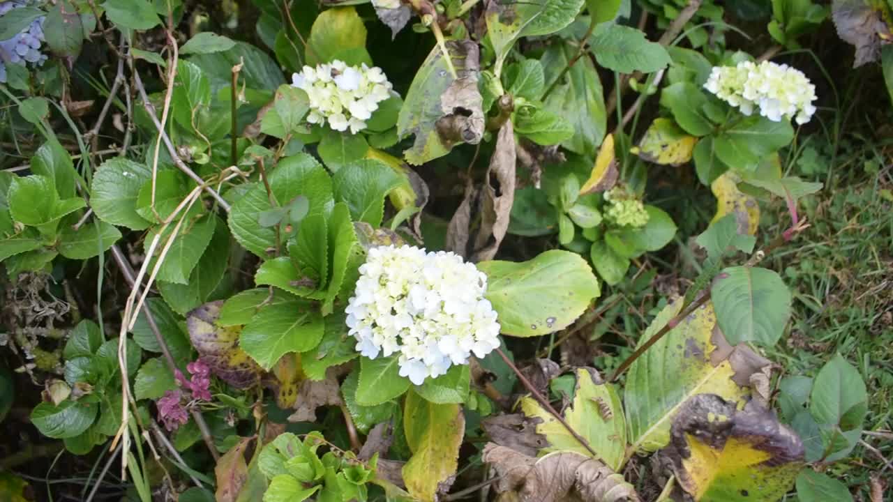 美丽的花在山站视频素材