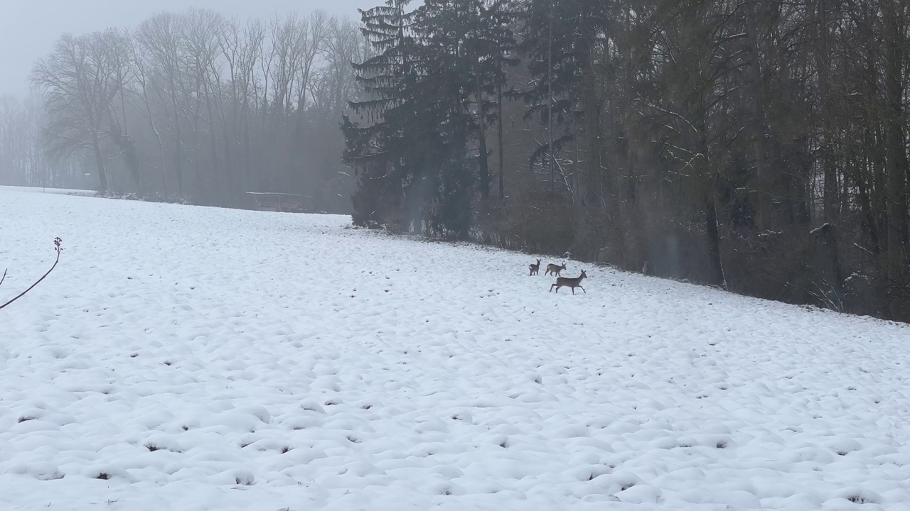 在森林附近的雪农场散步的鹿视频素材