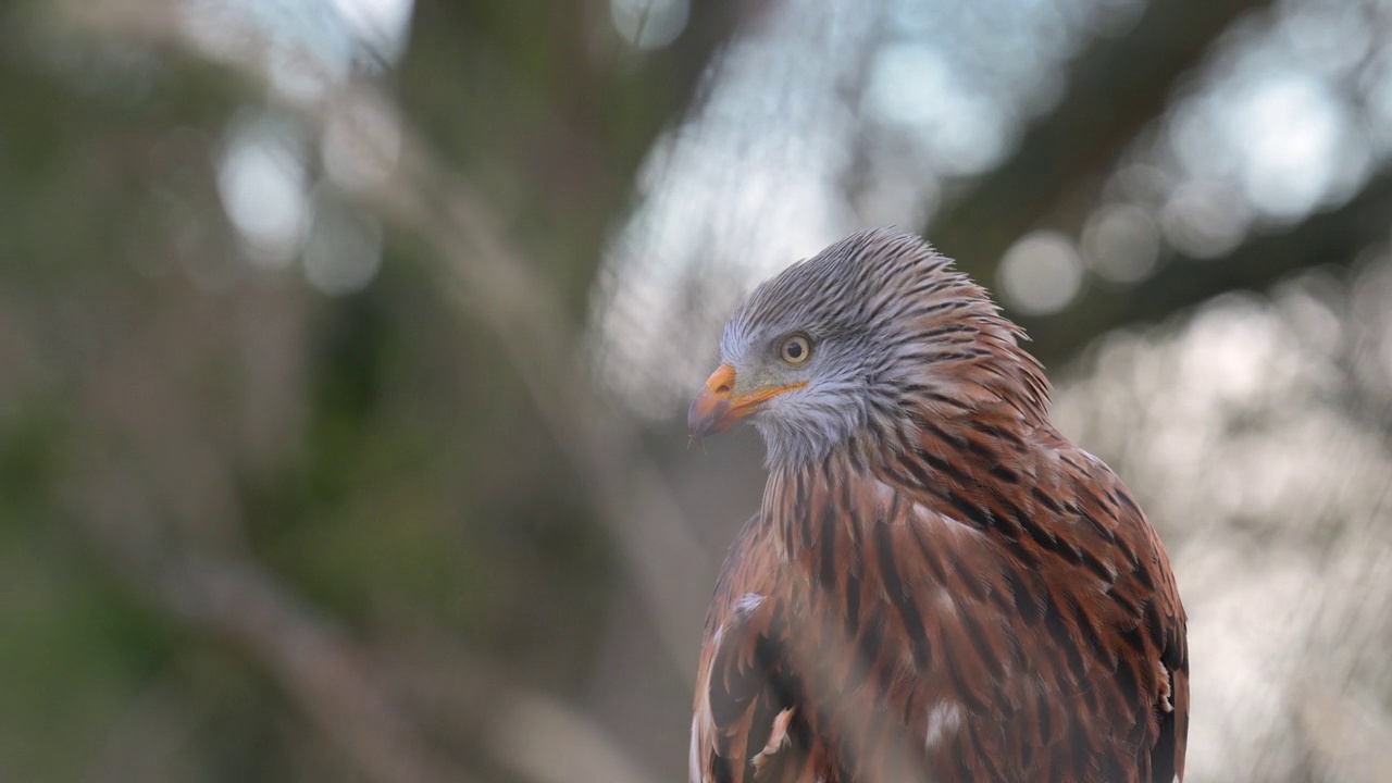 红风筝(Milvus Milvus)栖息在针叶树的树枝上。一幅罕见掠食者的详细画像。视频素材