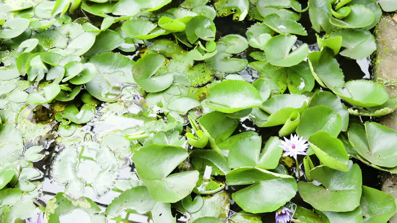 白莲花盛开，鲜绿的叶子漂浮在池塘上视频素材