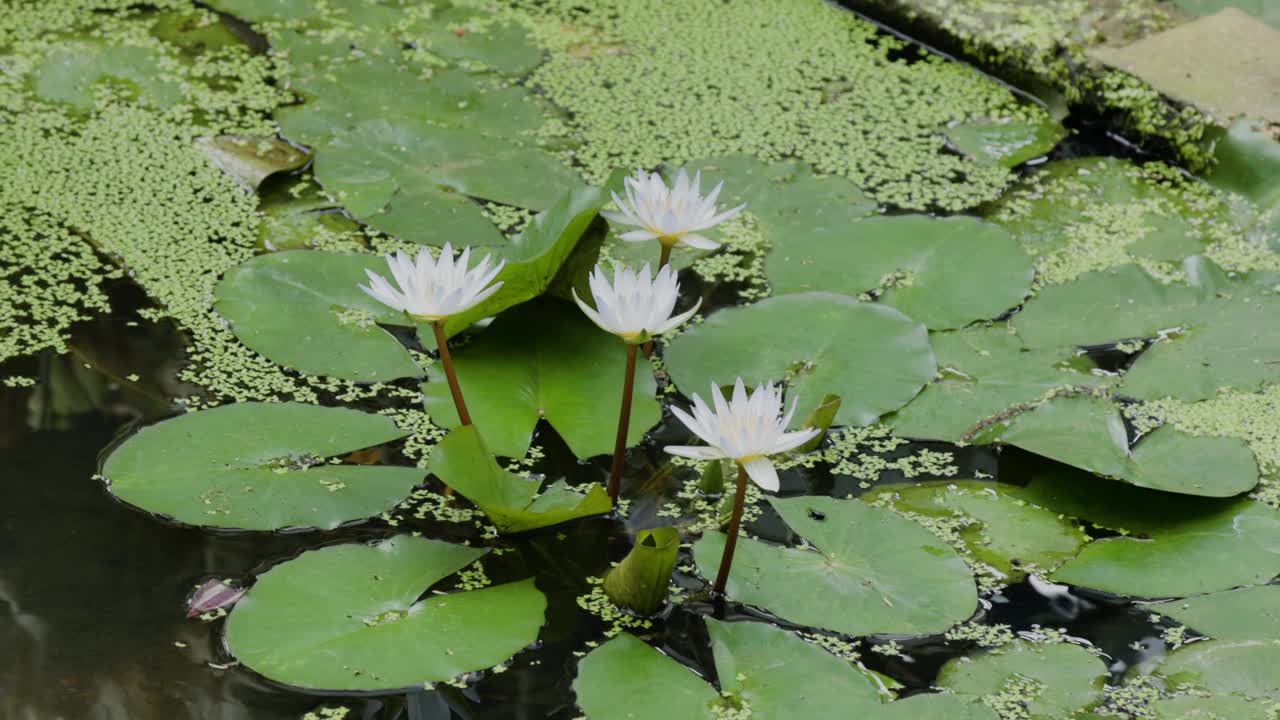 白莲花盛开，鲜绿的叶子漂浮在池塘上视频素材