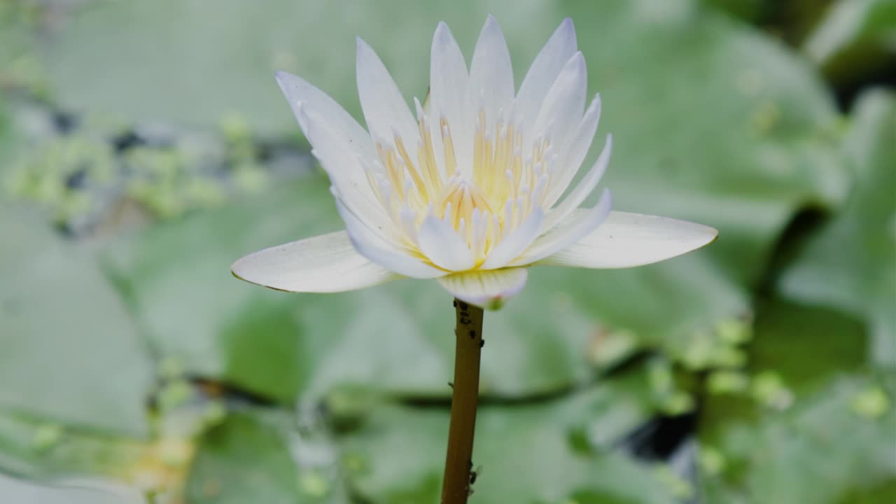 白莲花盛开，鲜绿的叶子漂浮在池塘上视频素材