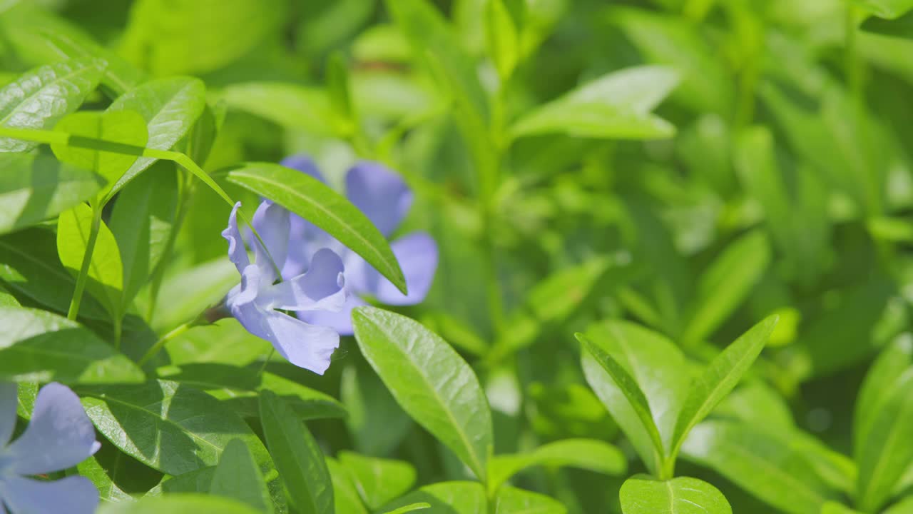 小长春花自然背景。蓝色的花的长春花或长春花摇摆在风中。关闭了。视频素材