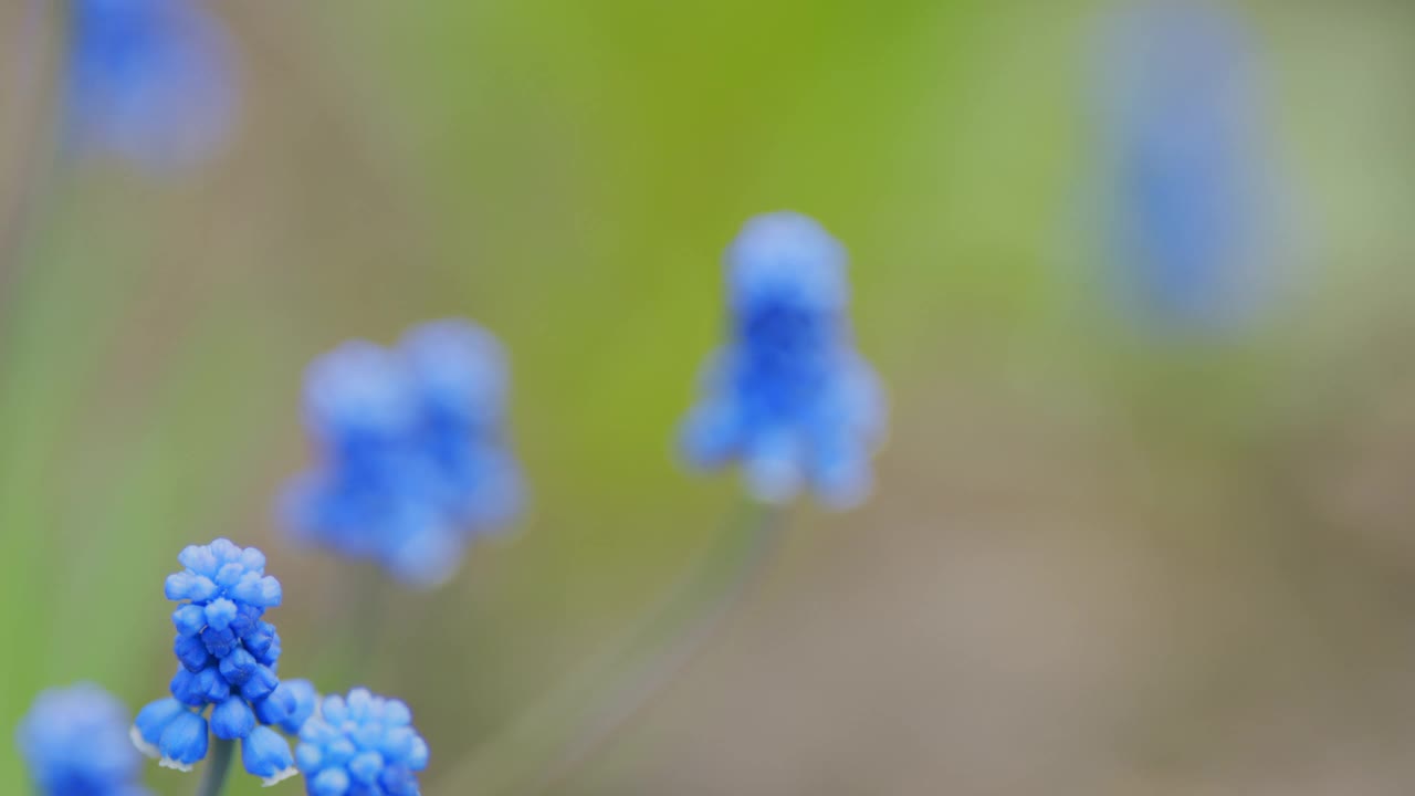 蓝色麝香花蓝色麝香花。明亮的蓝色葡萄风信子花在花园里。架的焦点。视频素材