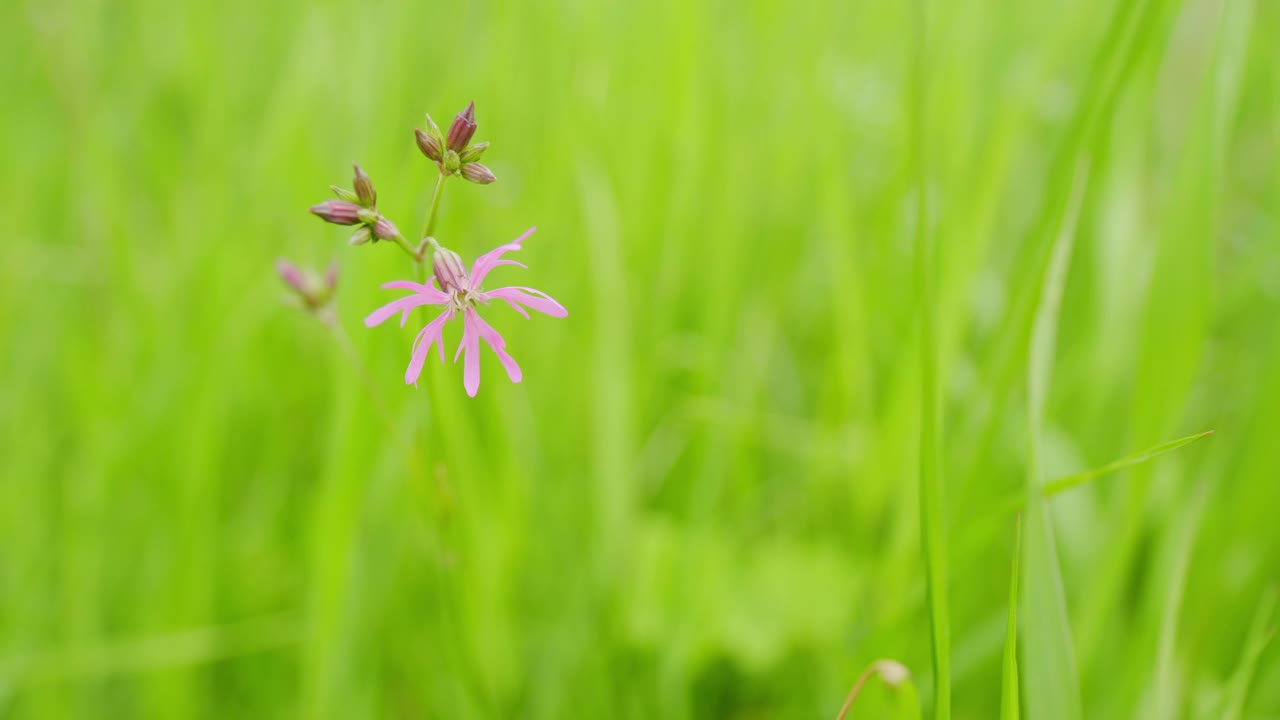 破知更鸟花，芙蓉花。石竹科多年生草本植物。静态的。视频素材