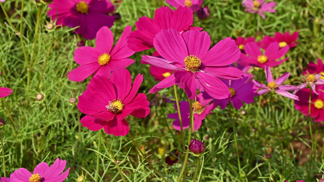 蜜蜂从自然界生长的宇宙花中寻找花蜜。视频素材