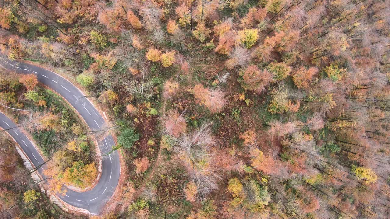 曲线美的道路通过秋天的森林鸟瞰图视频素材