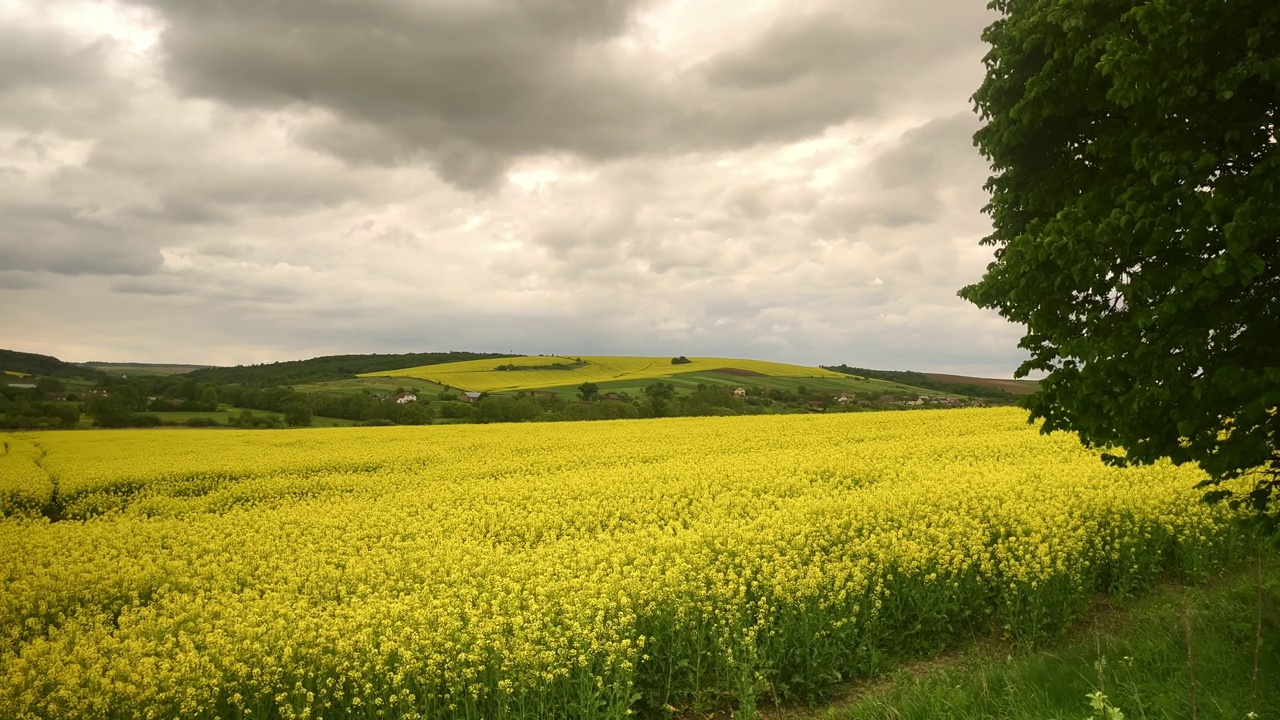 一片乌云下的乌克兰农业视频素材