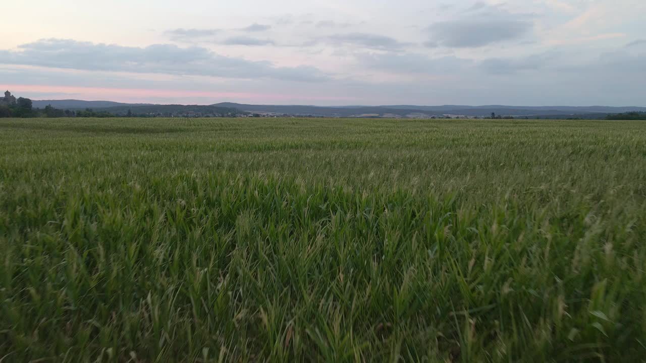 一架低空飞行的无人机在一片巨大的玉米地上空拍摄，背景是群山视频素材